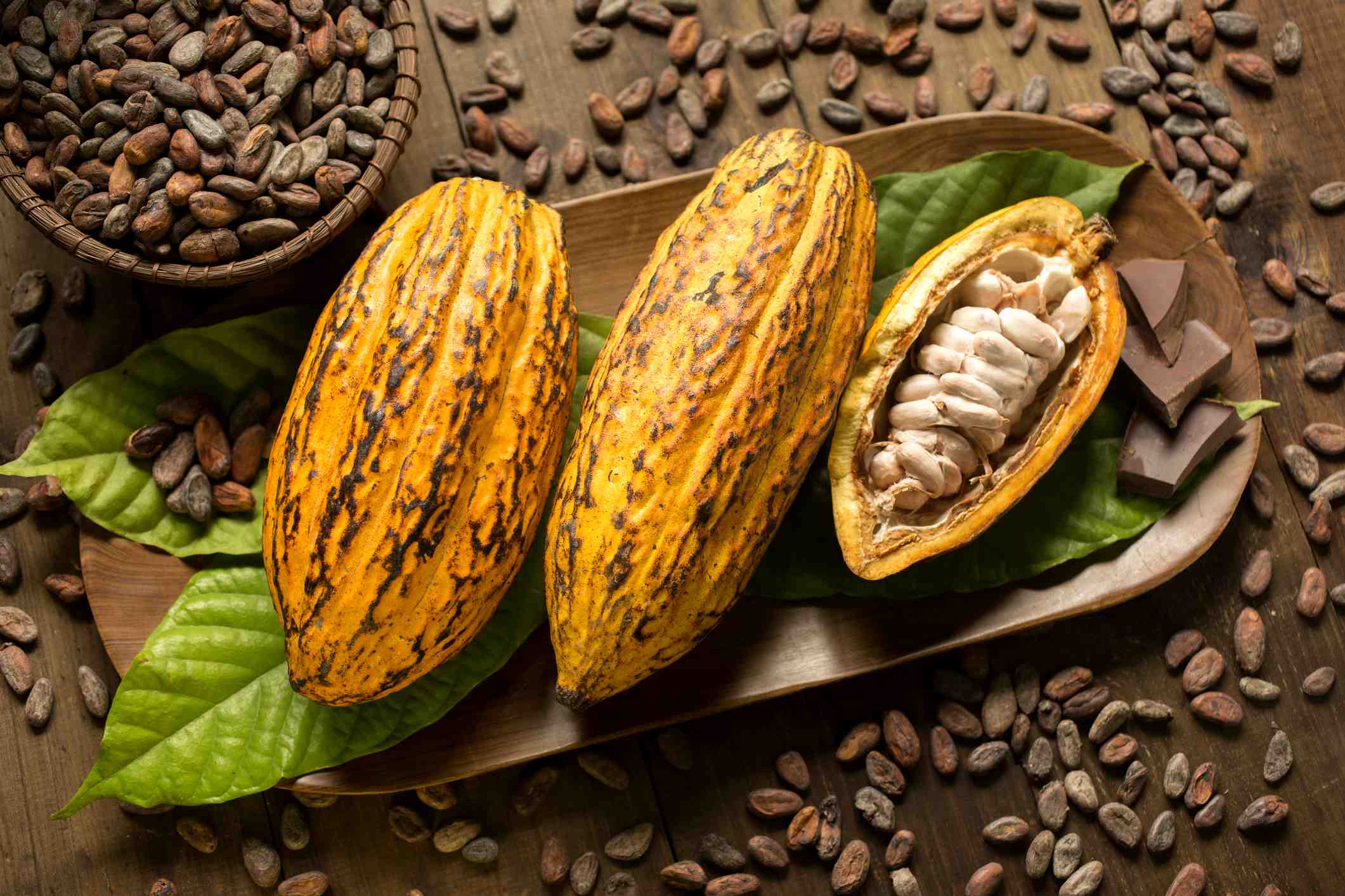 Cacao écologique